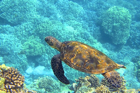 Sea Turtle Marine Conservation for Teens at Hawaii 10 Days